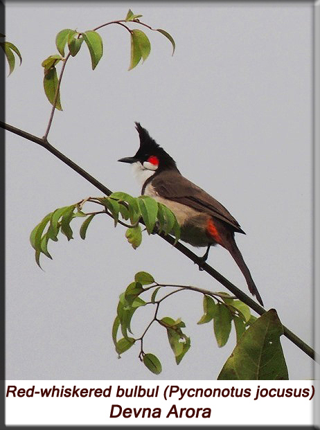 Devna Arora - Red-whiskered bulbul